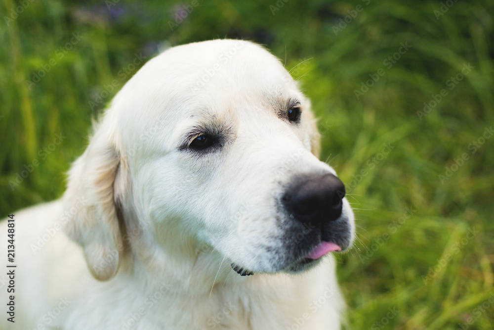 Profile portrait of cute golden retriever dog in the green grass and violet flowers Profile portrait of cute golden retriever dog in the green grass and violet flowers