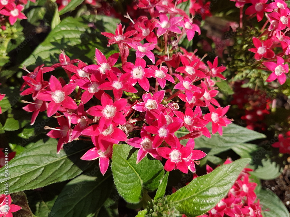 Beautiful Summer Flowers in parks, home outdoors and gardens Beautiful Summer Flowers in parks, home outdoors and gardens