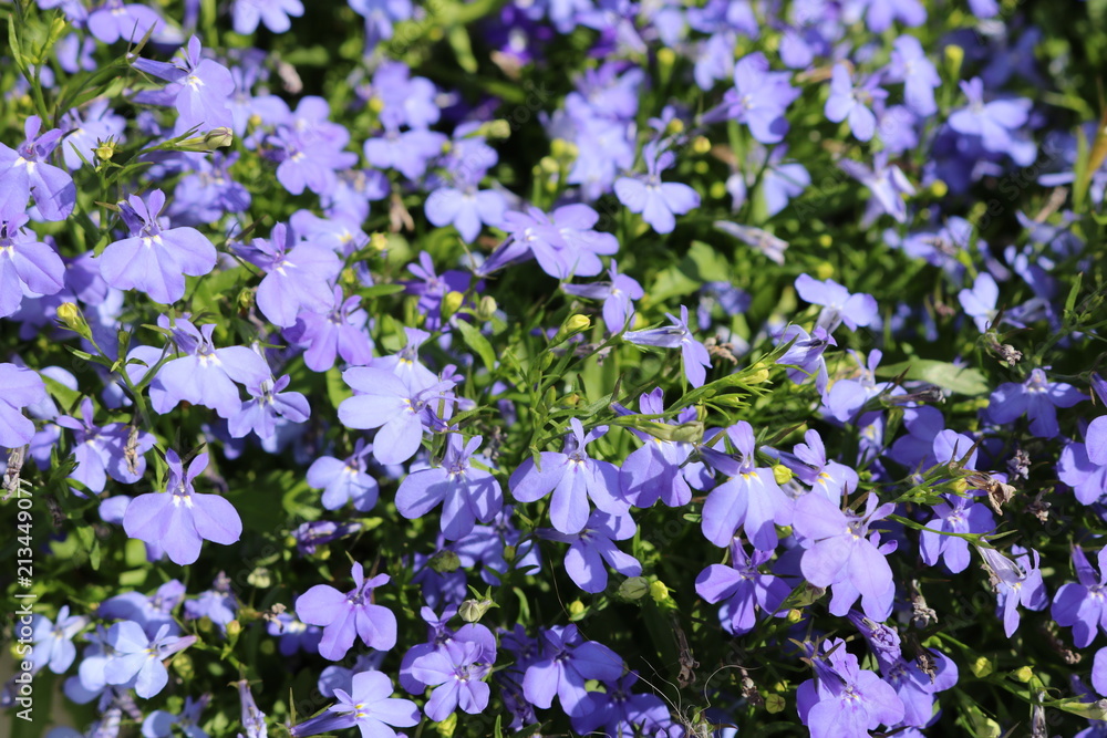 Naklejka premium Flowers lilac small set on a flower bed