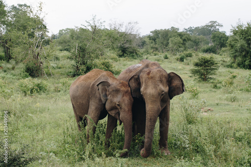Elephant in the wildlife in Sri Lanka