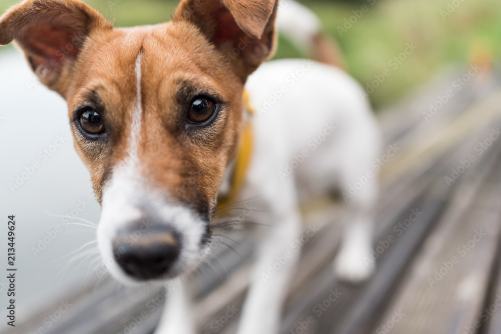 Dog Jack Russell Terrier