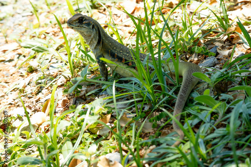 Ground lizards a reptile. It is eat insects as food. It is like my pet. It s like running in the front yard. 
