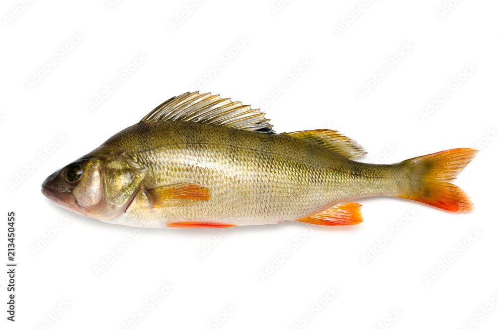 River perch on a white background, freshwater fish.