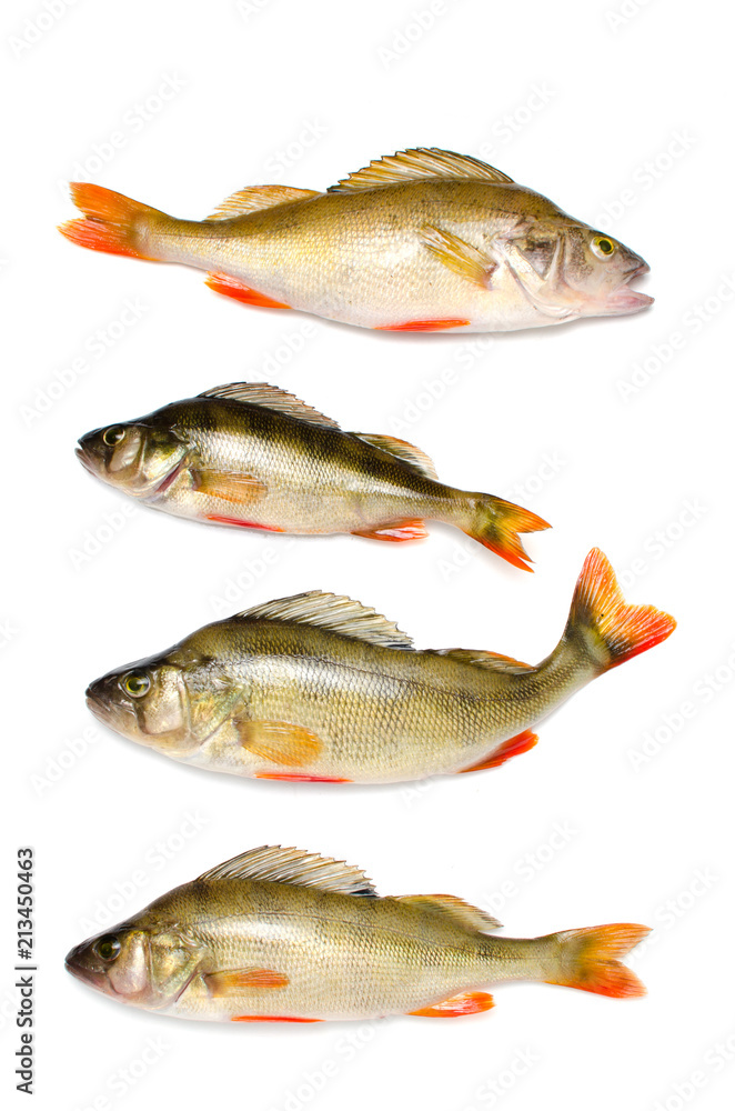 River perch on a white background, freshwater fish. River perch on a white background, freshwater fish.