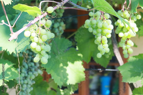 Green wine grapes on the plant