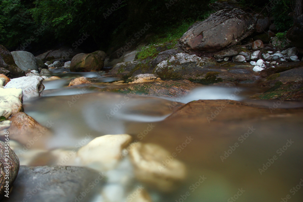 Fototapeta premium creek in the wood