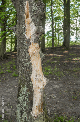 Living trees with bark damaged by wild deer rubbing their antlers on the trees at Rivington, chorley, Lancashire, UK