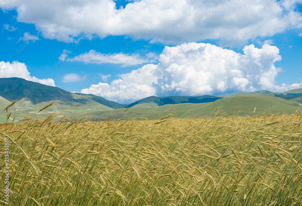 Castelluccio di Norcia, 2018 (Umbria, Italy) - The famous landscape flowering with many colors, in the highland of Sibillini Mountains, central Italy Castelluccio di Norcia, 2018 (Umbria, Italy) - The famous landscape flowering with many colors, in the highland of Sibillini Mountains, central Italy