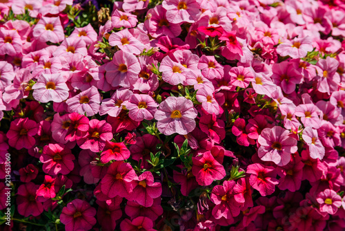 Fototapeta Naklejka Na Ścianę i Meble -  Colorful Pelargonium Geraniums Flowers Closeup