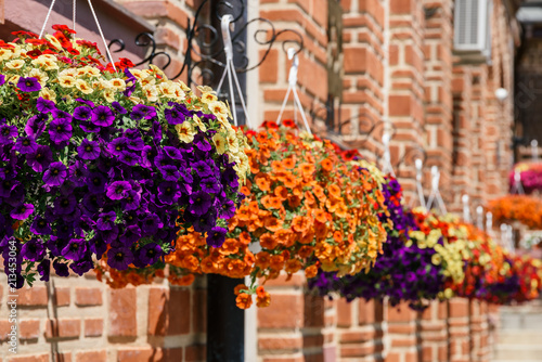 Fototapeta Naklejka Na Ścianę i Meble -  Colorful Pelargonium Geraniums Flowers Closeup