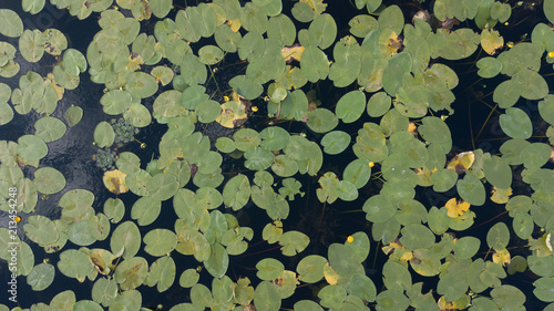 Top view of water lilies with white flowers in a pond in Japan photo