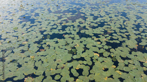 Top view of water lilies with white flowers in a pond in Japan