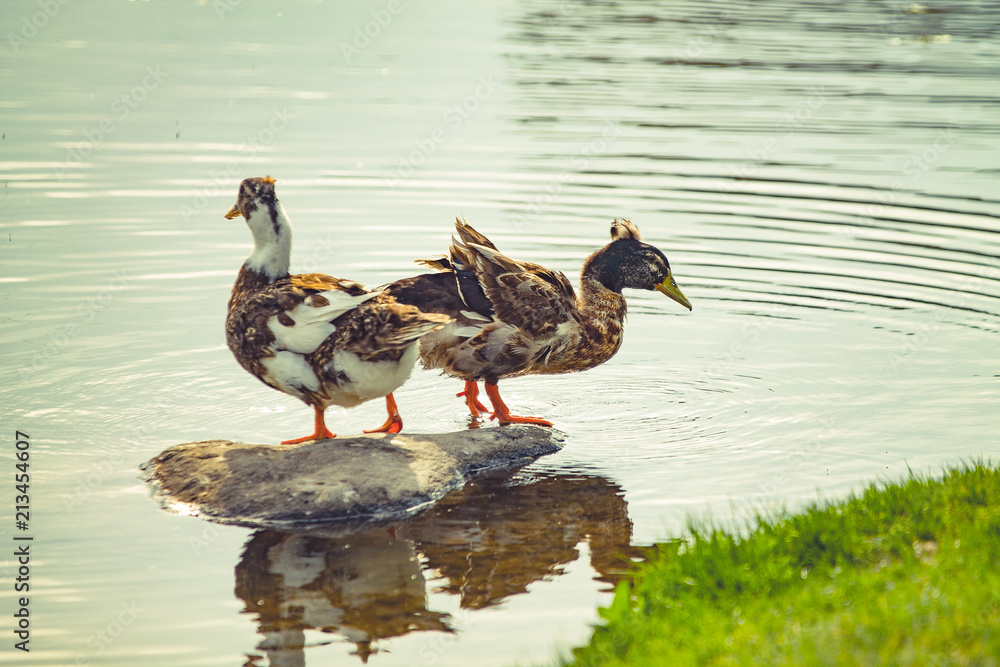duck standing near the water in a city park duck standing near the water in a city park