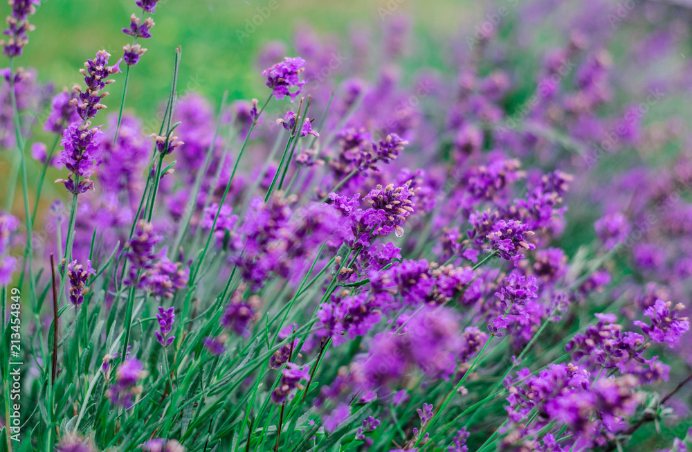 Beautiful blossoming wild purple flower in a field