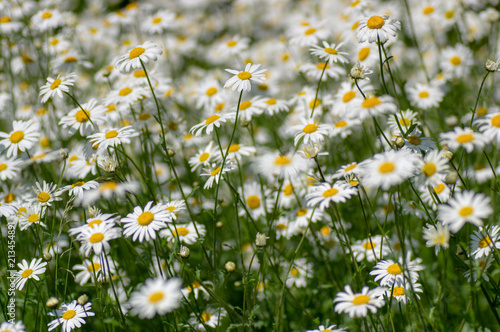 Ox-eye daisies (Leucanthemum vulgare). Mass of flowers in the family Asteraceae growing in a British calcareous meadow