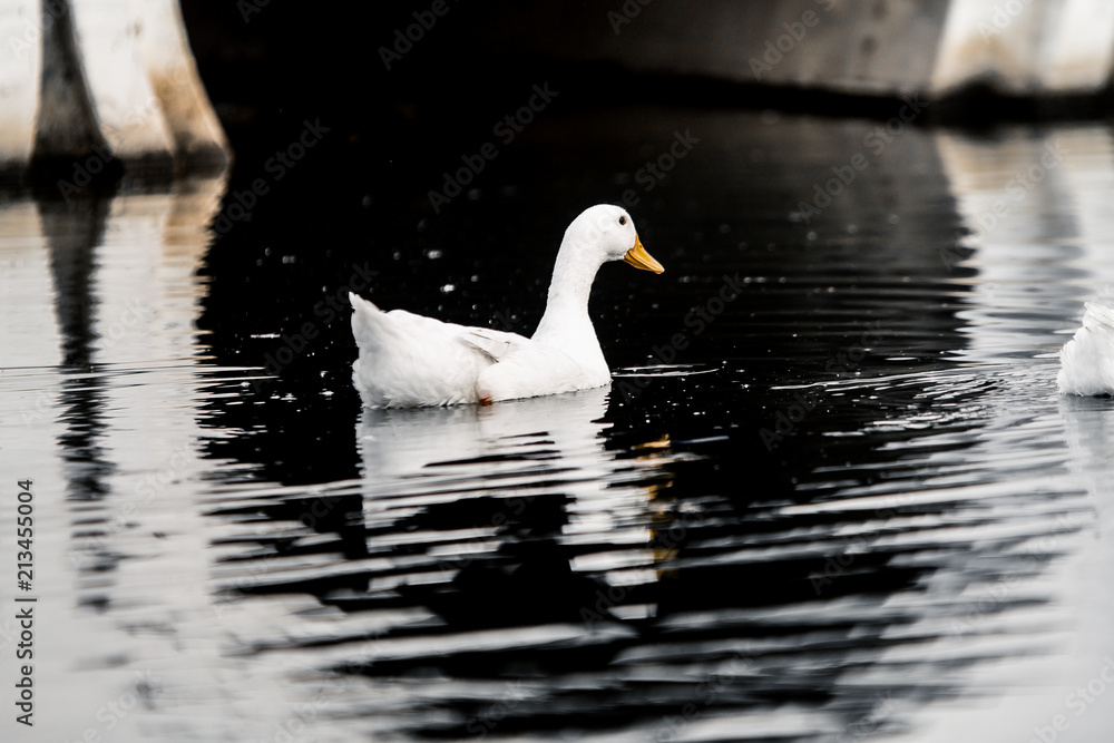 white duck floating alone in dark waters of a pond in a park with a white bridge on the background