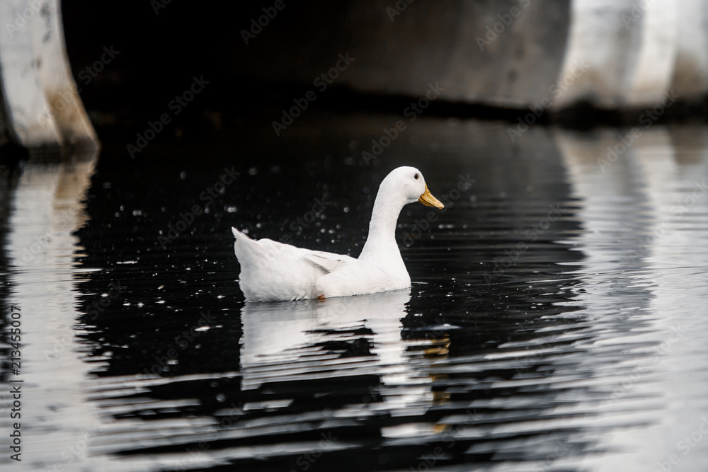 white duck floating alone in dark waters of a pond in a park with a white bridge on the background