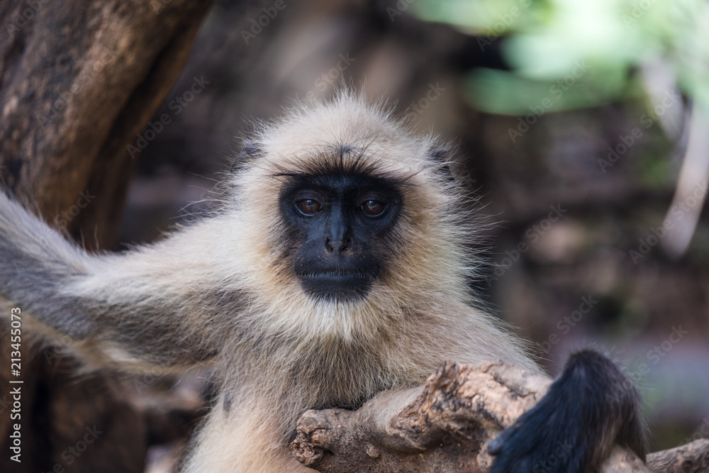 Obraz premium monkey portrait