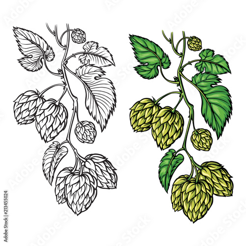 hand drawing of a branch of hops. vector illustration