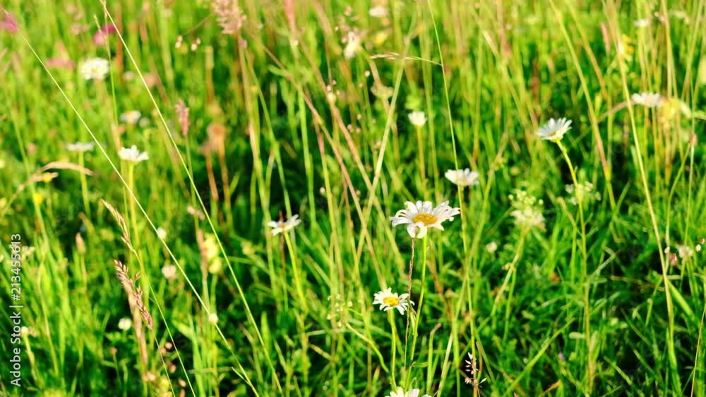 Grass and flowers summer meadow sunny background. Meadow grass at the countryside landscape Grass and flowers summer meadow sunny background. Meadow grass at the countryside landscape