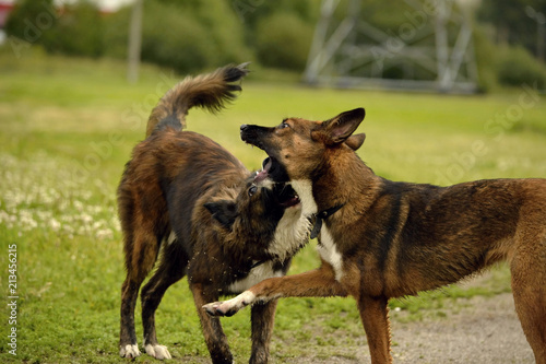 Dogs play with each other. Merry fuss puppies. Aggressive dog. Training of dogs. Puppies education, cynology, intensive training of young dogs. Young energetic dog on a walk. 