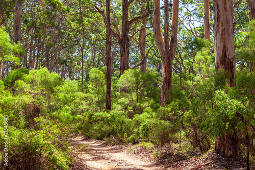 Landscape view of forestry track winding through a tall Karri Forest at Boranup in Western Australia. photo