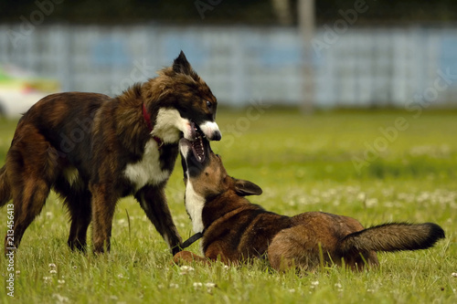 Dogs play with each other. Merry fuss puppies. Aggressive dog. Training of dogs. Puppies education, cynology, intensive training of young dogs. Young energetic dog on a walk. 