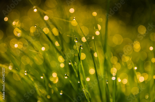 morning dew on grass