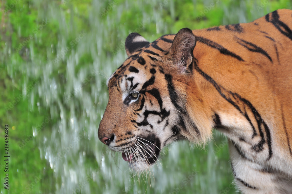 Obraz premium Close-up of tiger face