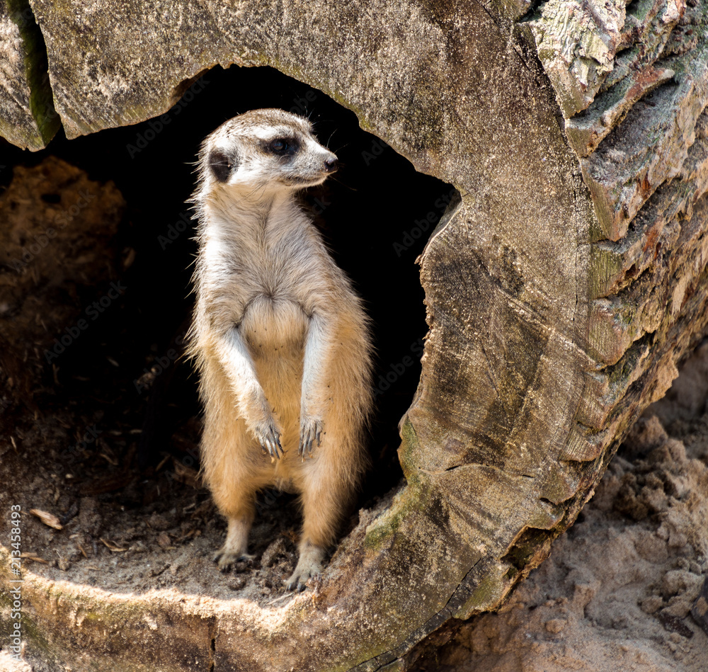 Fototapeta premium Suricate sentinelle