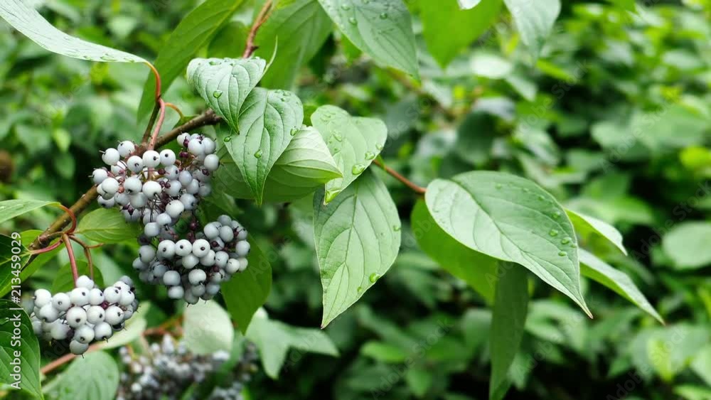 White Wild Berries On The Branches With Leaves In Summer Forest White Wild Berries On The Branches With Leaves In Summer Forest