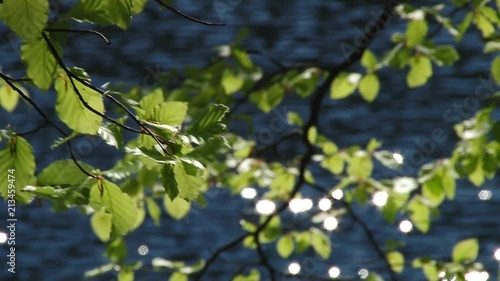 the leaves are reflected in the water