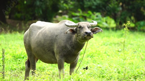 Buffalo in Thailand. Buffaloes eating grass in the green field