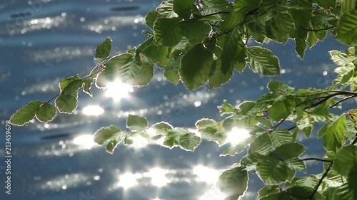 the leaves are reflected in the water