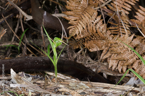 A greenhood, pterostylis, orchid blooming on the forest floor with dead fern leaves in the background. In the Waitakere Regional Park, Auckland, New Zealand. 