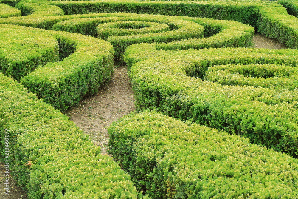 Image cropped bushes. Image cropped bushes.