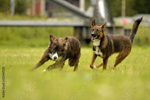 Dogs play with each other. Merry fuss puppies. Aggressive dog. Training of dogs.  Puppies education  cynology  intensive training of young dogs. Young energetic dog on a walk. 