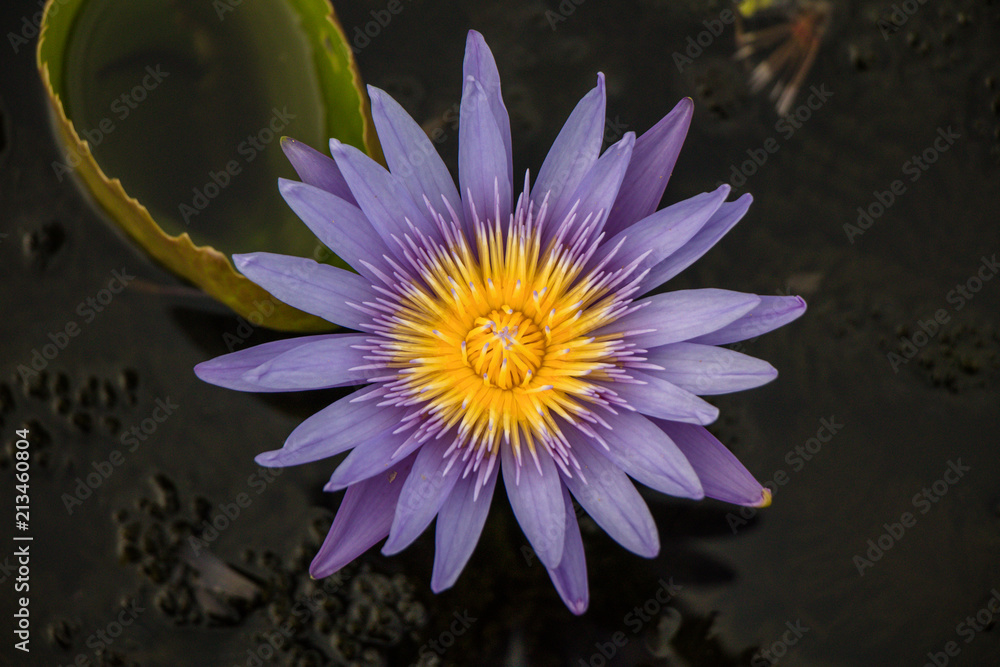 Beautiful colorful water lily flower with Yellow Pollen on white background .