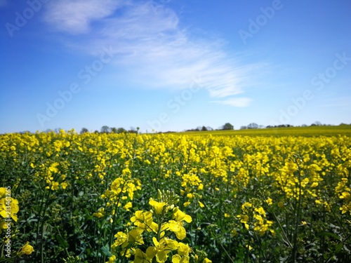 Rapeseed field and blue sky