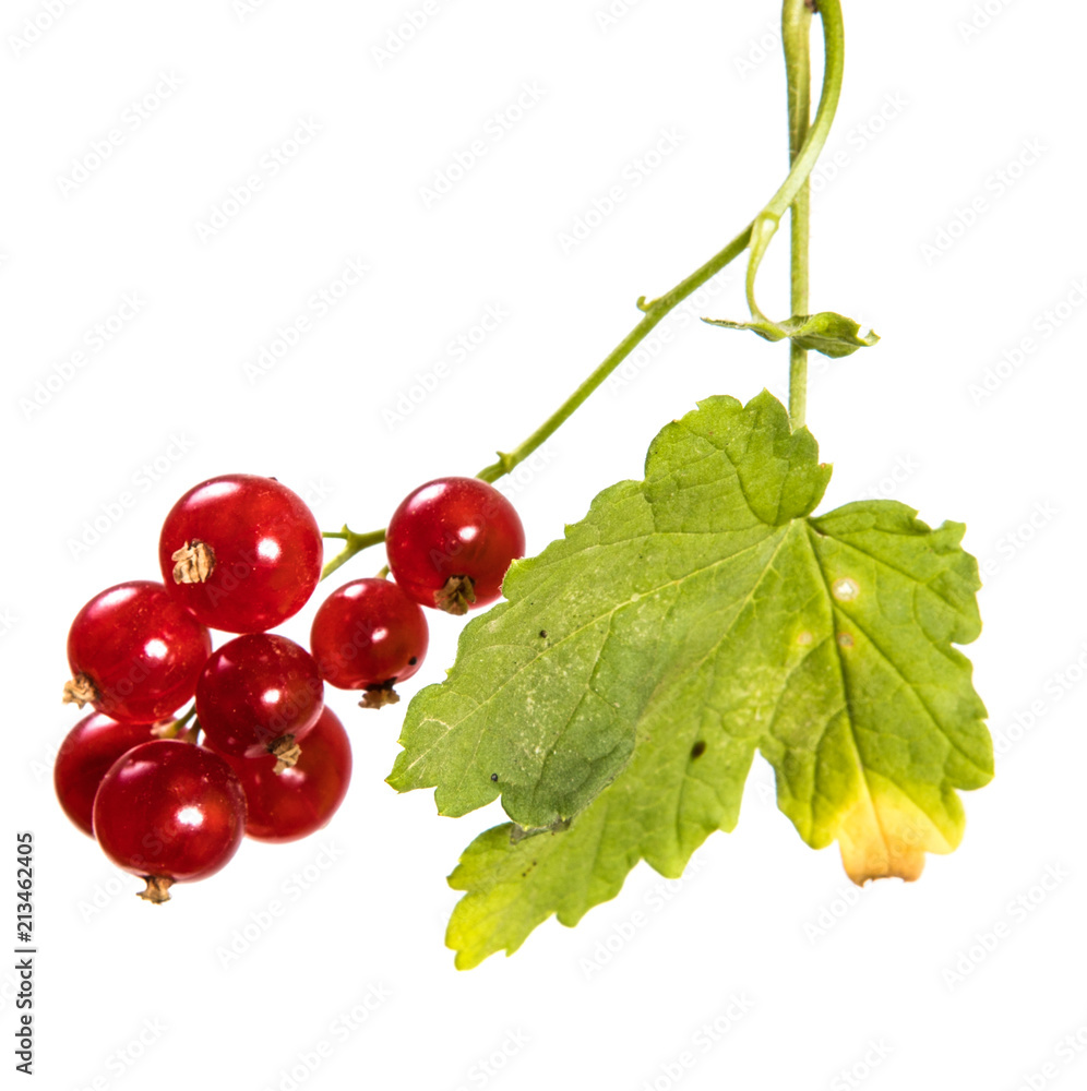 ripe bunch of red currant. Isolated on white background ripe bunch of red currant. Isolated on white background