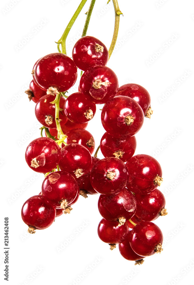 ripe bunch of red currant. Isolated on white background ripe bunch of red currant. Isolated on white background