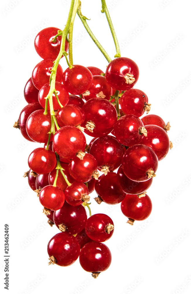 ripe bunch of red currant. Isolated on white background