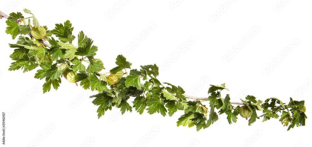 branch of ripe gooseberry. isolated on white background