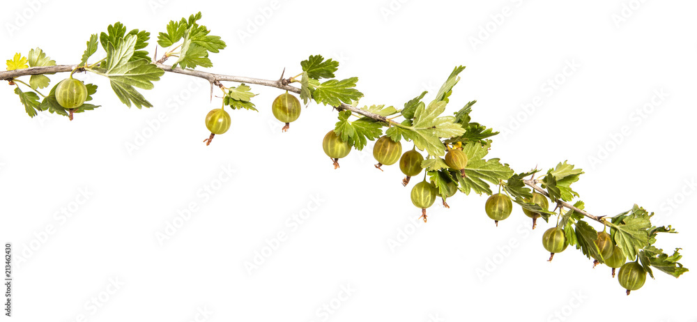 branch of ripe gooseberry. isolated on white background branch of ripe gooseberry. isolated on white background