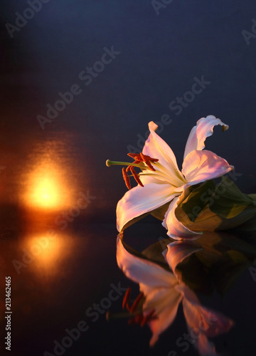 The concept of mourning. White lily flowers on a dark background. We remember, we mourn. Selective focus, close-up, side view, copy space.