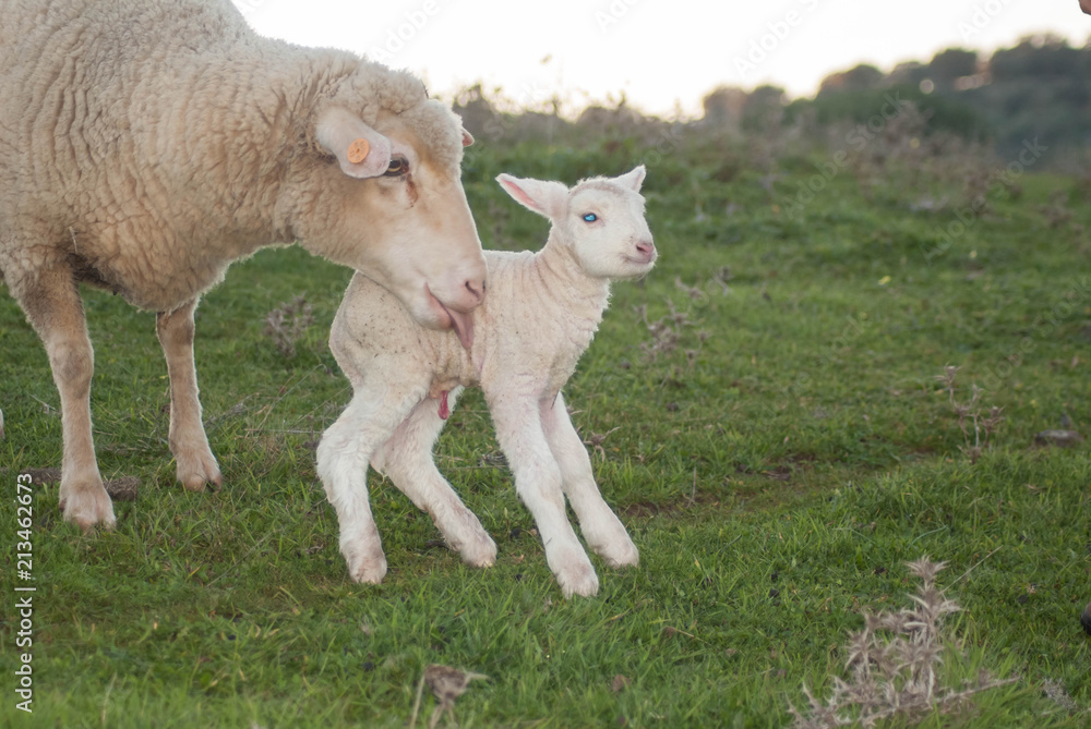 Instinto maternal Instinto maternal