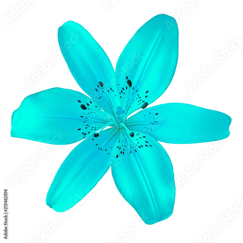 flower cyan  lily isolated on white background. Close-up. Element of design.