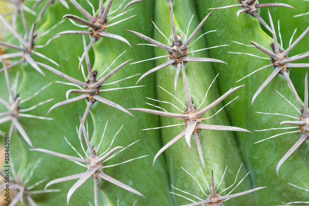 Thorn of cactus pattern background. Thorn of cactus pattern background.