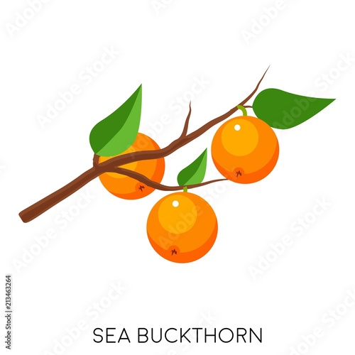 Sea Buckthorn flat icon isolated on white background. Healthy fruit. Eco delicious food. Vector illustration