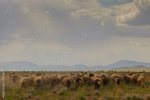 Livestock in Zagros mountains Iran